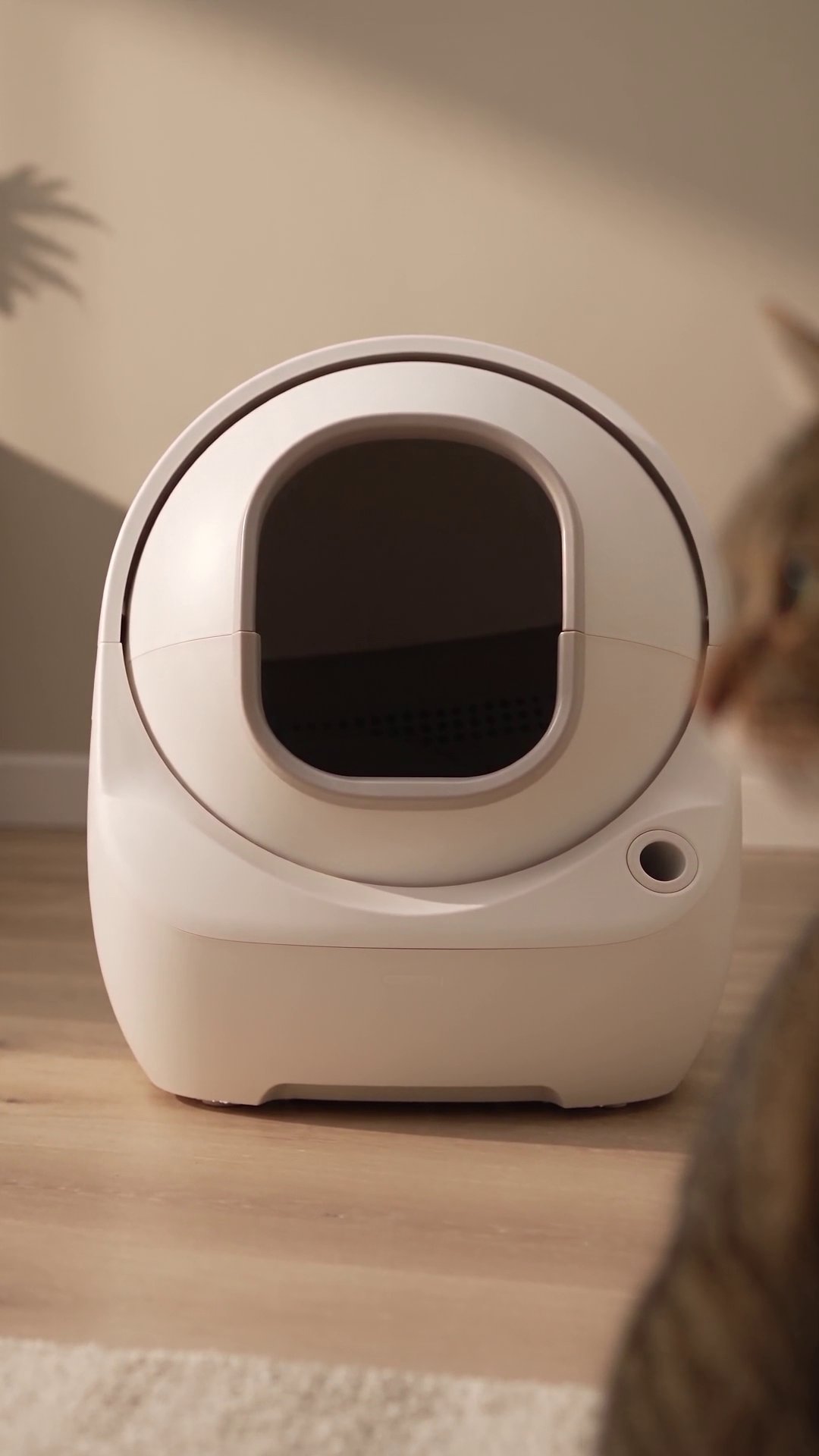 Generic enclosed litter box on a hard wood floor, with a tabby cat partly visible in the foreground.